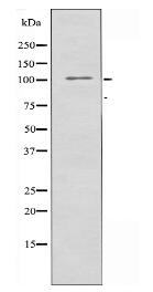 RAPGEF3 Antibody