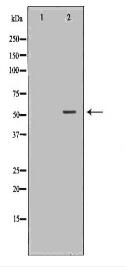 HTR3A Antibody