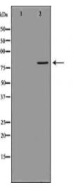 MX1 Antibody