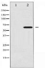 Ezrin Antibody