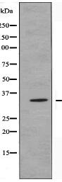 OR51G2 Antibody