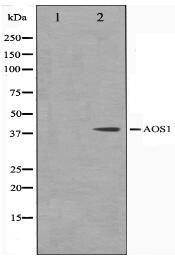 AOS1 Antibody