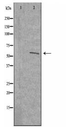 RAD18 Antibody