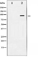 HSP90B Antibody