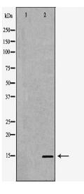 POLR2I Antibody