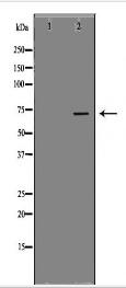 PROS1 Antibody