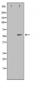 LILRA1 Antibody