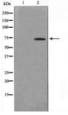 IF3EI Antibody