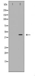 LRPAP1 Antibody