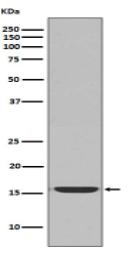 active Caspase-3 Antibody