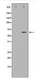 PRKAA1 Antibody