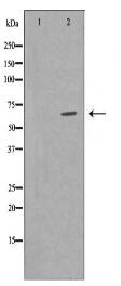 TRAF7 Antibody