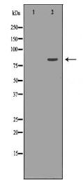 KIF2C Antibody