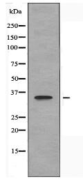 OR2J2 Antibody