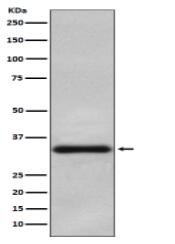 Olig2 Antibody