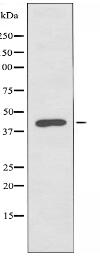 WTAP Antibody