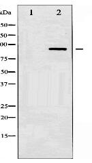 SP1 Antibody
