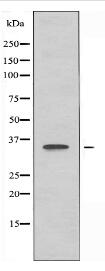 OR51A2 Antibody