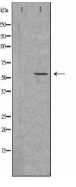 Smad1/5/9 Antibody