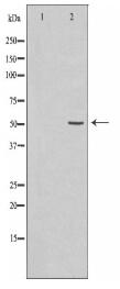 SELENBP1 Antibody