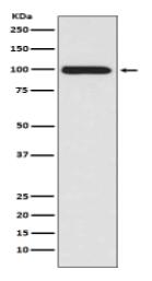 LRP1 Antibody