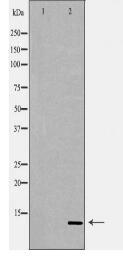 SUMO1 Antibody