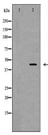 PGC Antibody