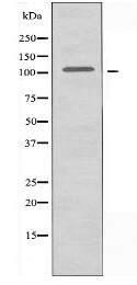 IP3KC Antibody