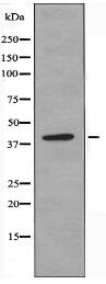 PDIK1L Antibody