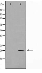 Claudin 11 Antibody