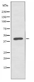 IPMK Antibody