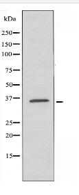 SPON2 Antibody