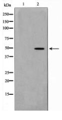 NDF2 Antibody