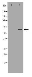 PTPN6 Antibody