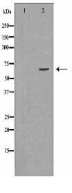 NFKBIA Antibody