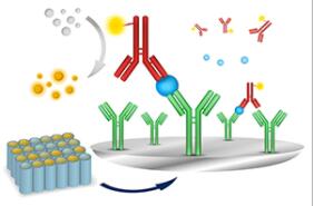 Annexin II Antibody