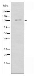 KCNH1 Antibody