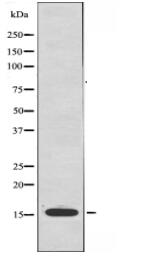 MRPS16 Antibody