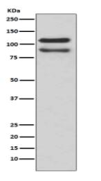 delta 1 Catenin/p120 Catenin Antibody