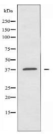 OR9Q2 Antibody