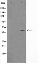 SPR1 Antibody