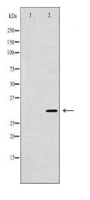 HUS1 Antibody