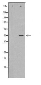 TNF-R1 Antibody