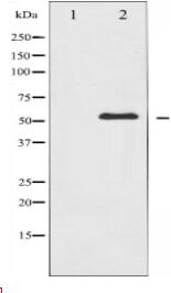 c-Abl Antibody