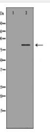 MCM5 Antibody