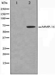 MMP16 Antibody