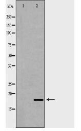 ISG15 Antibody