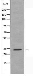 KITH Antibody