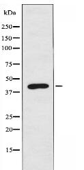 P16 Antibody