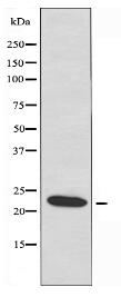 RPL17 Antibody